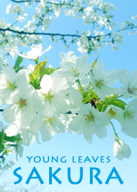 SAKURA young leaves