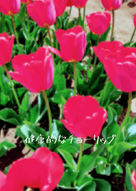 Beautiful and healthy tulips