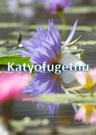 花鳥風月