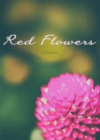 OOS: Red Flowers