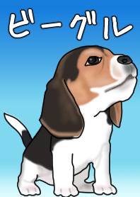 Obedient Beagle Dog
