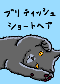 かわいいブリティッシュショートヘア