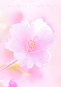 Cherry Blossoms Photo #21-10 NotAI