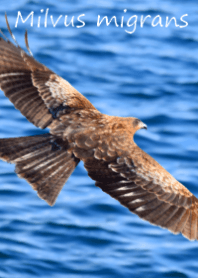 鳶~Milvus migrans~