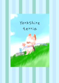 Yorkshire terrier-on the hill-