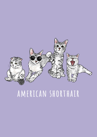 american shorthair1 / violet