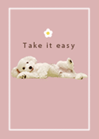 Cute White Toy Poodle Theme 5