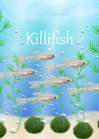 Killifish