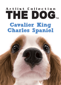 THE DOG Cavalier King Charles Spaniel