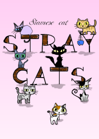 STRAY CATS -Siamese cat-