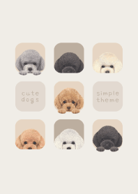 DOGS - Toy poodle - BEIGE GRAY