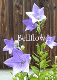 Bellflower blossom