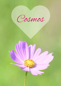 -- Cosmos -- 33