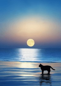 夜を感じる猫の海散歩
