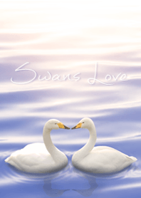 Swans Love x
