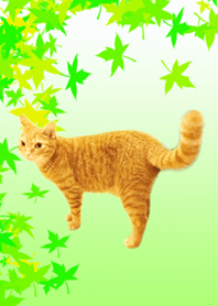 猫と緑の紅葉