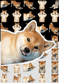柴犬真人表演 黑白色