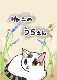 ねこのうらちゃん