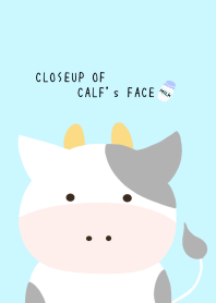 CLOSEUP OF CALF's FACE/LIGHT BLUE