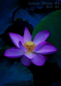Lotus Photo #9-16 NotAI