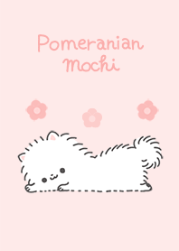 Pomeranian Mochi -Cute-