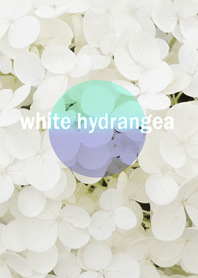 紫陽花 hydrangea(blue)