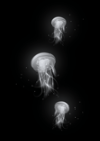 แมงกะพรุน| ขาวดำ