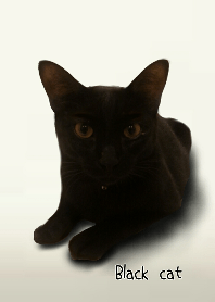 Black cat cute