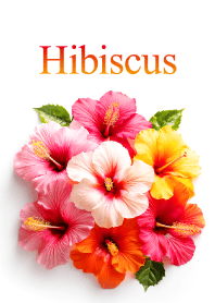 Hibiscus vol.6