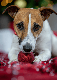 Cheeky Terrier | Christmas Red.Vol.1