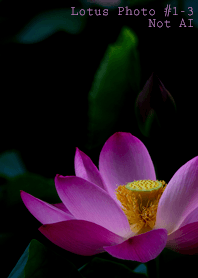 Lotus Photo #1-3Not AI