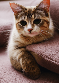 Cats Run Wild #DDVQ97