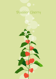 December's birth flower,Bladder Cherry