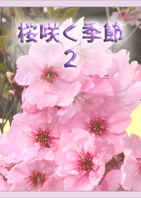 桜咲く季節2(ラベンダー)【写真着せかえ】