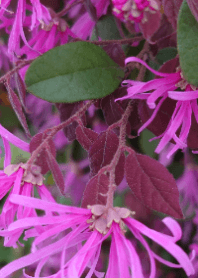 Pink Loropetalum Flowers!