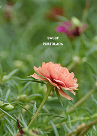 SWEET PORTULACA