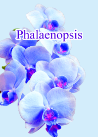 "Phalaenopsis vol.5" theme