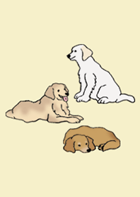 狗 金毛尋回犬_象牙