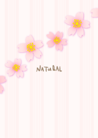 Cherry blossoms diagonal9 from Japan