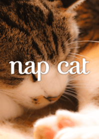 A nap cat ver.2