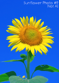 Sunflower Photo #9-8 NotAI