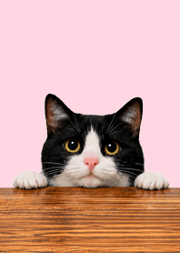 Tuxedo Cat | Dusty Pink Wood#2