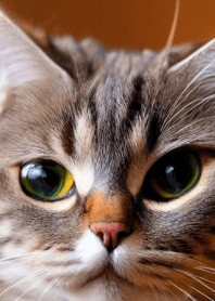 Cats run wild #CaCXR028.