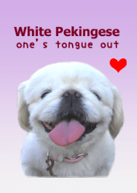 White Pekingese one's tongue out