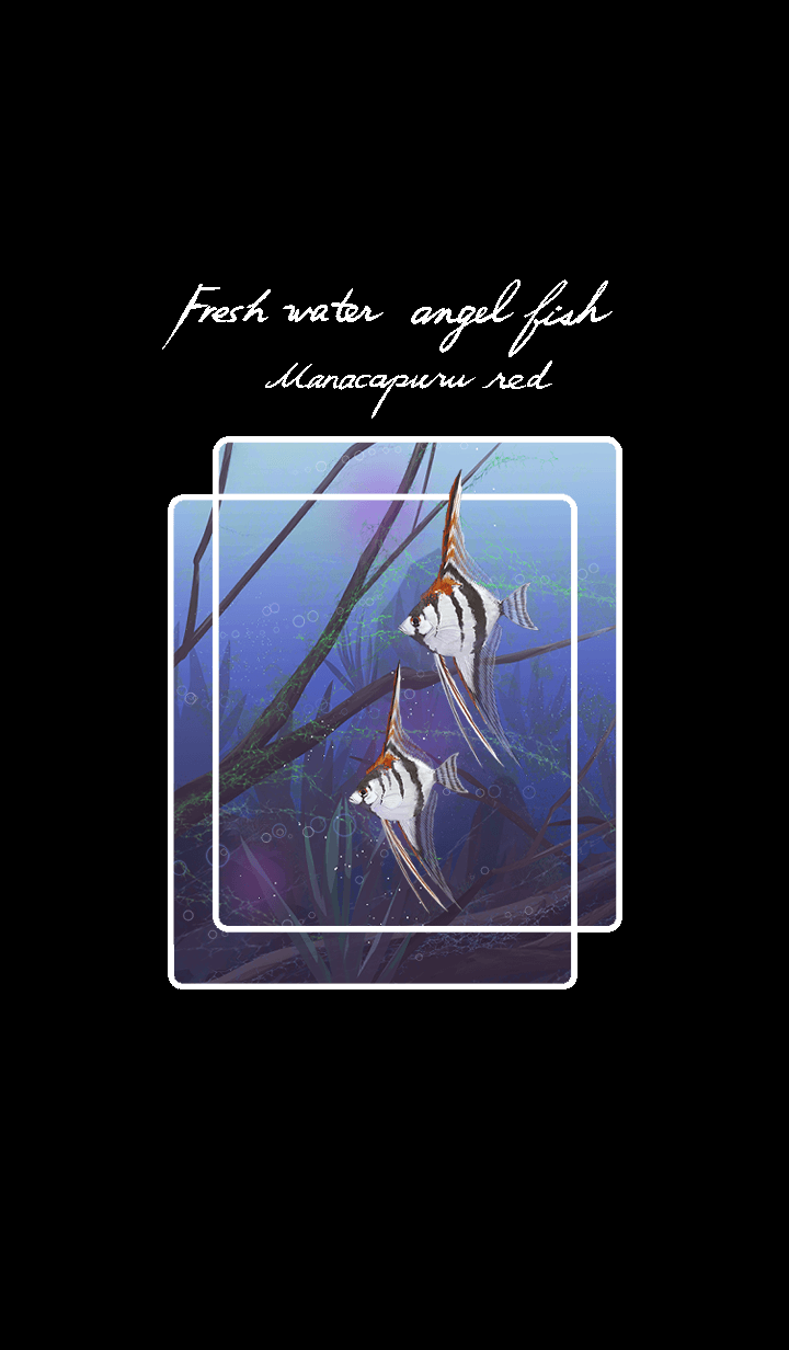 Freshwater angelfish-red shoulder-