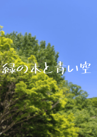 ต้นไม้สีเขียวของญี่ปุ่นและท้องฟ้าสีคราม