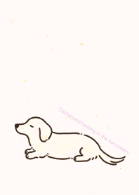 Dachshund basking in the sun-cream-