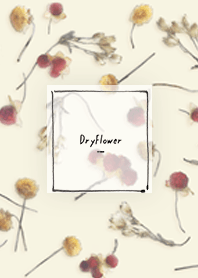 dryflower - yellow