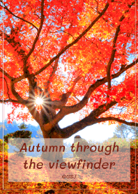 ファインダー越しの秋