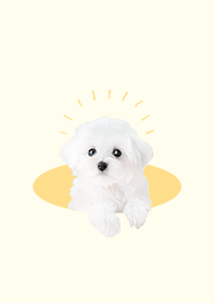 white maltese dog